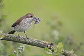 Female Red-backed Shrike (Lanius collurio) having captured a vole to feed her brood in a bocage, Normandy, France