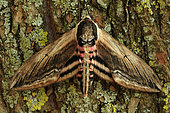 Privet Hawk-moth (Sphinx ligustri) imago on a weeping willow trunk, Normandy, France
