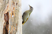 Female Grey-headed Woodpecker (Picus canus) on a dead log in winter looking for food, Oulanka National Park, Finland