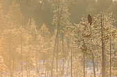 Juvenile White-tailed Eagle (Haliaeetus albicilla) perched on pine trees at the edge of a bog in spring, Finland