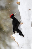 Adult male Black Woodpecker (Dryocopus martius) on a snow-covered trunk looking for food, Oulanka National Park, Finland