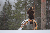 Golden Eagle (Aquila chrysaetos) perched on a pine tree trunk in the snow, Oulanka National Park, Finland