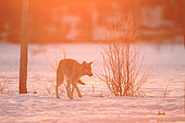 Sub-adult European wolf (Canis lupus lupus) crossing a bog at daybreak in winter, Finland
