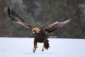 Golden Eagle (Aquila chrysaetos) flying low in the snow, Oulanka National Park, Finland