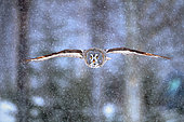 Chouette lapone (Strix nebulosa) en vol sous la neige en hiver, Finlande