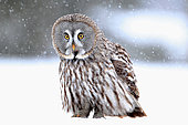 Great grey owl (Strix nebulosa) on the snow looking for prey, Finland
