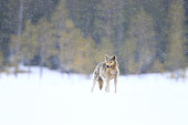 Loup d'Europe (Canis lupus lupus) traversant une tourbière en hiver sous la neige tombante, Finlande