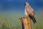 Hen Harrier (Circus cyaneus) male on a post at the edge of a cereal field looking for potential prey, Europe