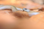 Slow worm (Anguis fragilis) on a carpet of dead leaves on a bocage slope, seeking the warmth of the sun in spring, France