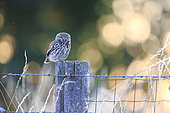 Little Owl (Athene noctua) perched on a fence in a high orchard in the Normandy bocage, France