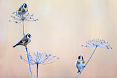 Goldfinch (Carduelis carduelis) perched on umbellifers in winter in the Normandy bocage looking for food, France