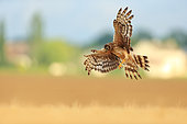 Hen Harrier (Circus cyaneus) female in flight on the plain of Caen, Calvados, Normandy, France
