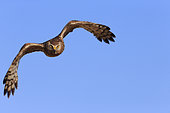 Hen Harrier (Circus cyaneus) female in flight on the plain of Caen, Calvados, Normandy, France