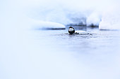 White-throated Dipper (Cinclus cinclus) in a river in winter, Finland