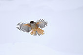 Siberian Jay (Perisoreus infaustus) landing on snow, Finland