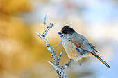 Siberian Jay (Perisoreus infaustus) on a branch, Kuusamo, Finland