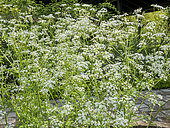 Cow Parsley, Anthriscus sylvestris, flowers