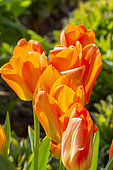Tulip 'Orca', Tulipa Double Early, Tulipa 'Orca', flowers