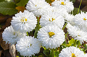 English Daisy, Bellis perennis 'Bam Bam White', flowers
