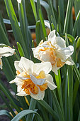 Double Daffodil, Narcissus 'Replete', flowers
