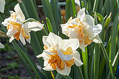 Double Daffodil, Narcissus 'Replete', flowers