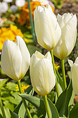 Tulip 'Purissima', Fosteriana Tulip, Fosteriana Tulip 'Flaming Purissima', flowers
