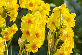 Apodanthus Daffodil 'Kedron', Narcissus jonquilla 'Kedron', flowers