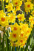 Apodanthus Daffodil 'Kedron', Narcissus jonquilla 'Kedron', flowers