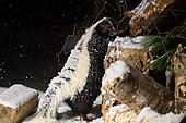 Striped skunk (Mephitis mephitis) under a bird feeder looking for seeds dropped by birds in a snowy night garden, Saguenay lac St Jean region, Province of Quebec, Canada