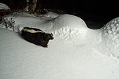 Striped skunk (Mephitis mephitis) walking on icy snow at night, Saguenay lac St Jean region, Province of Quebec, Canada