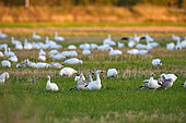 Snow Goose (Anser caerulescens) on ground during fall migration, Saguenay lac St Jean region, Province of Quebec, Canada