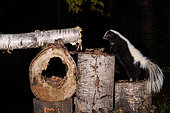 Striped skunk (Mephitis mephitis) on logs at night, Saguenay lac St Jean region, Province of Quebec, Canada