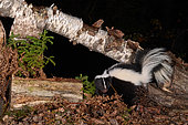 Striped skunk (Mephitis mephitis) at night, Saguenay lac St Jean region, Province of Quebec, Canada