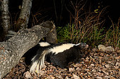 Striped skunk (Mephitis mephitis) in the forest near a tree trunk cut by a beaver, Saguenay lac St Jean region, Province of Quebec, Canada