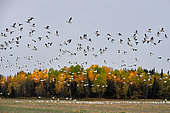 Snow Goose (Anser caerulescens) flight during fall migration, Saguenay lac St Jean region, Province of Quebec, Canada