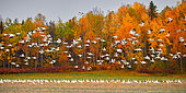 Snow Goose (Anser caerulescens) flight during fall migration, Saguenay lac St Jean region, Province of Quebec, Canada