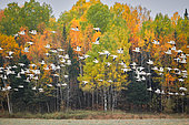 Snow Goose (Anser caerulescens) flight during fall migration, Saguenay lac St Jean region, Province of Quebec, Canada