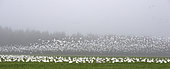 Snow Goose (Anser caerulescens) flight in mist during fall migration, Saguenay lac St Jean region, Province of Quebec, Canada