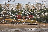 Snow Goose (Anser caerulescens) flight during fall migration, St Fulgence, Saguenay lac St Jean region, Province of Quebec, Canada