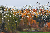 Snow Goose (Anser caerulescens) flight during fall migration, Saguenay lac St Jean region, Province of Quebec, Canada