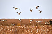 Snow goose (Anser caerulescens) in a corn field during fall migration, Saguenay lac St Jean region, Province of Quebec, Canada