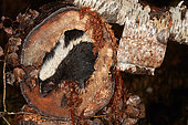 Striped skunk (Mephitis mephitis) in a trunk at night, Saguenay lac St Jean region, Province of Quebec, Canada