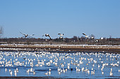 Snow geese (Anser caerulescens) returning from spring migration, Lanaudière, Province of Quebec, Canada