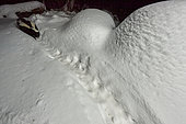 Striped skunk (Mephitis mephitis) walking its tracks on the snow at night, Saguenay lac St Jean region, Province of Quebec, Canada
