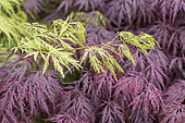 Japanese Maple foliage in spring, Acer palmatum dissectum 'Viridis' and Acer palmatum dissectum 'Garnet