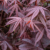 Japanese Maple (Acer palmatum) 'Bloodgood' foliage in spring