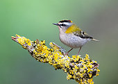 Firecrest (Regulus ignicapilla) perched on a yellow branch, England