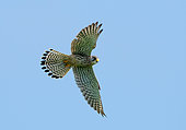 Kestrel (Falco tinnunculus) in flight, England