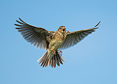Skylark (Alauda arvensis) displaying in flight, England