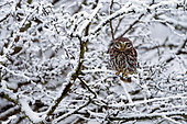 Little owl (Athena noctua) perched on a branch covered with hoar frost, England